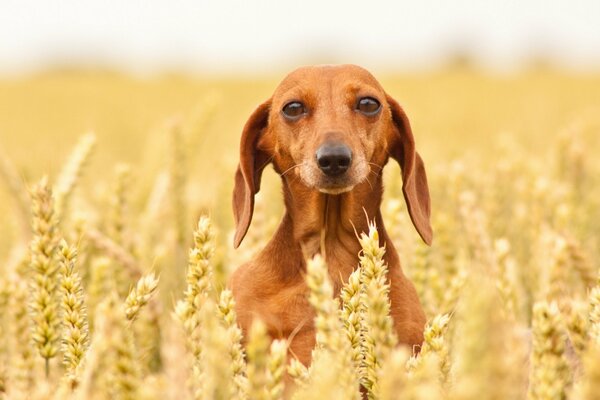 Cute little dog in a wheat field. Best friend