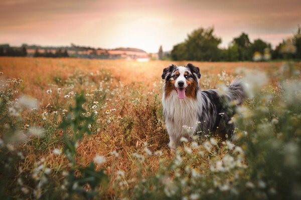 Perro en la naturaleza en verano