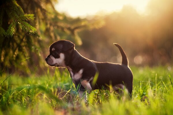 Perro en la hierba en los rayos del sol