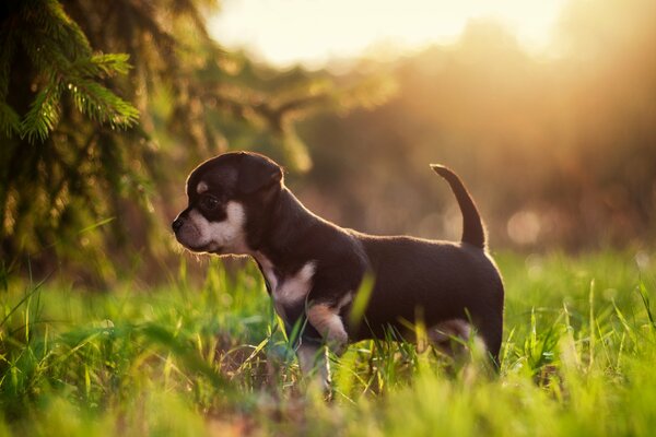 Chien sur l herbe au soleil