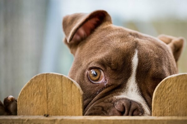 Ein Hund, der verdächtig hinter einem Zaun guckt