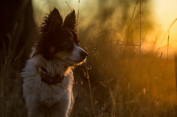 A dog in a field against the background of sunset