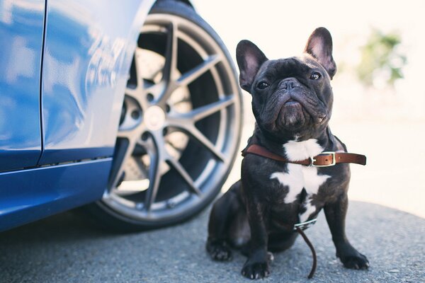 A dog near the wheel of a blue car