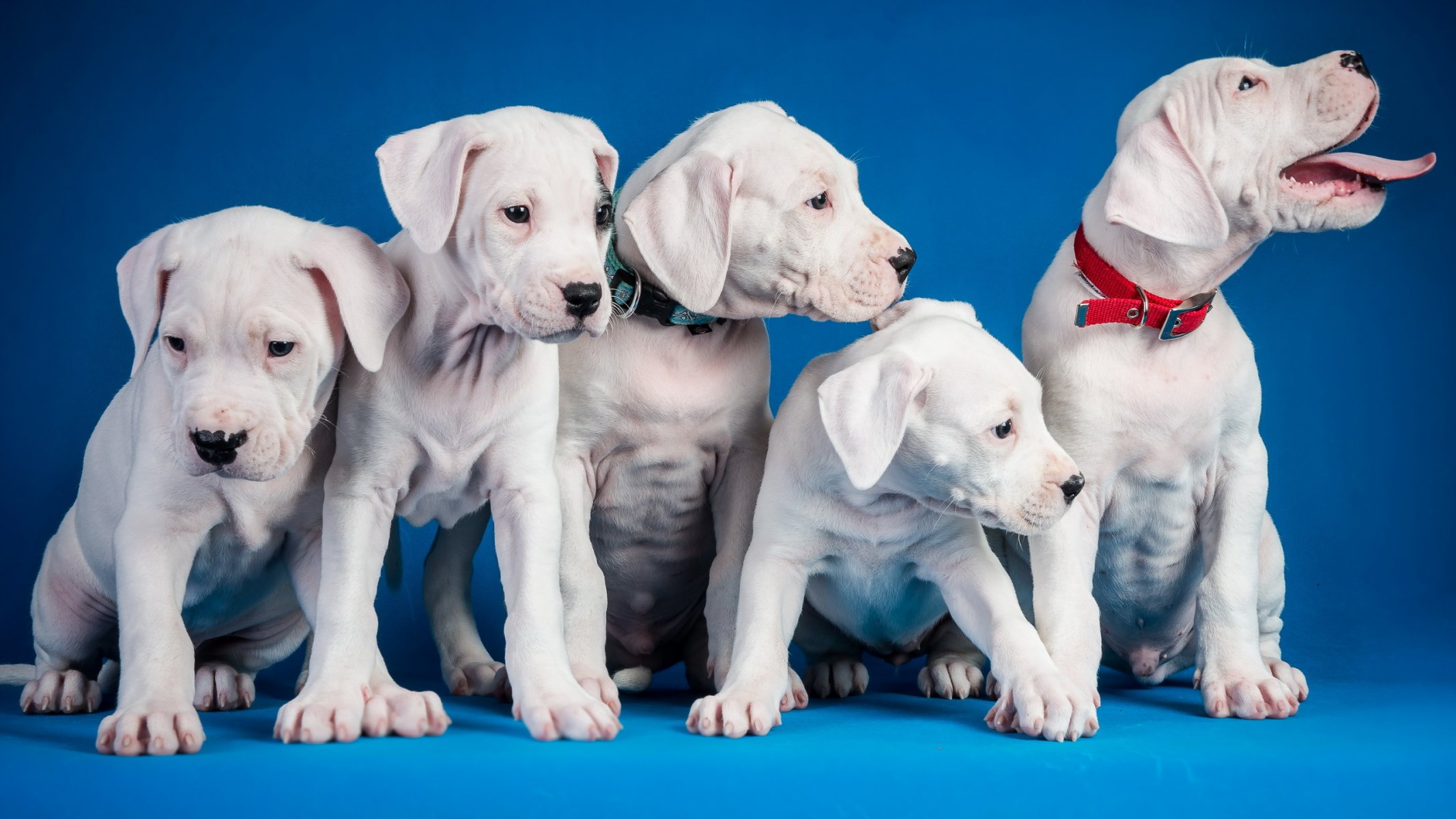dogs puppies background