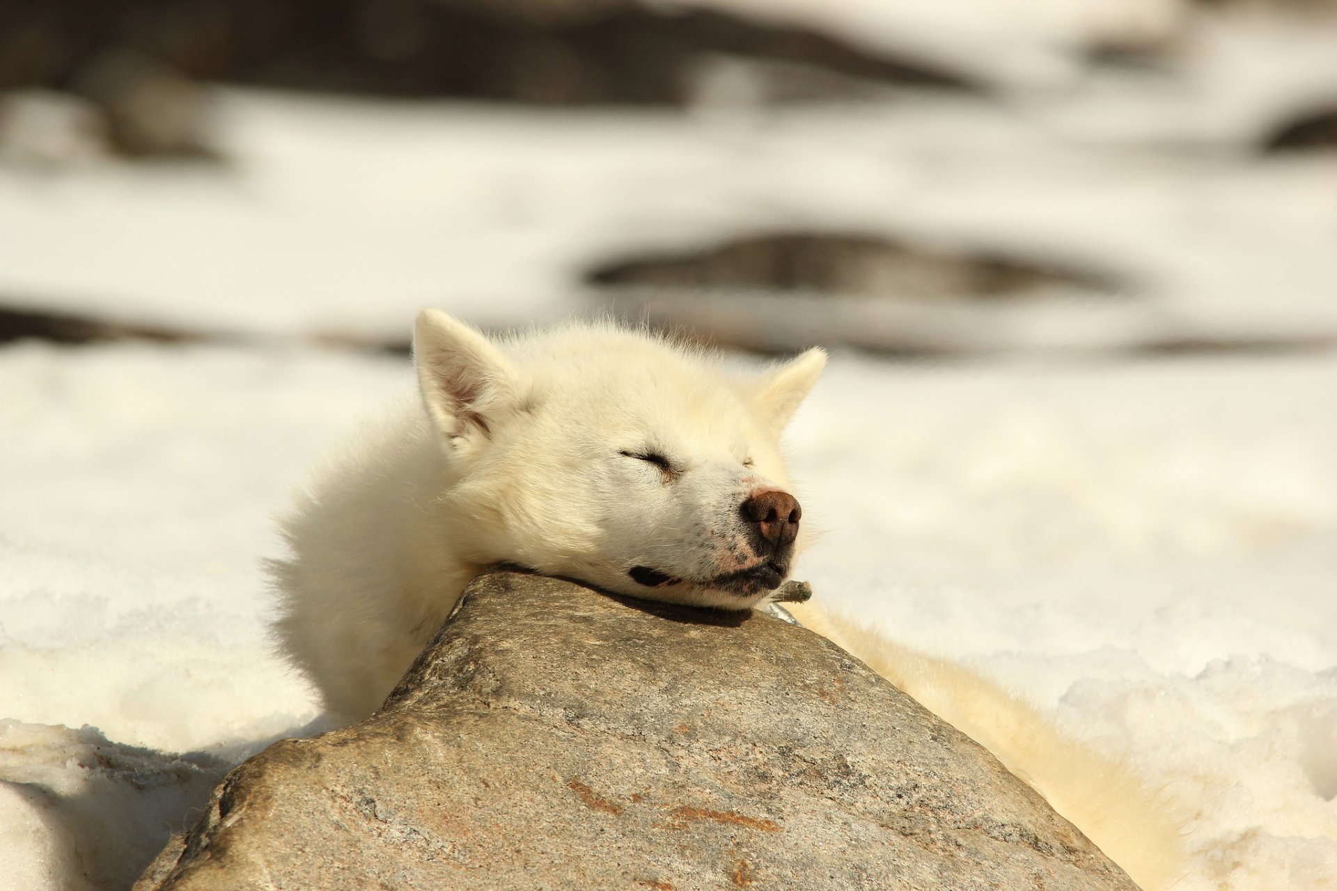 husky sommeil ami chien