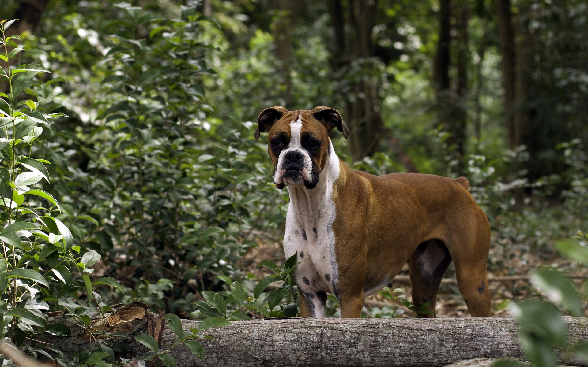 perro vista bosque