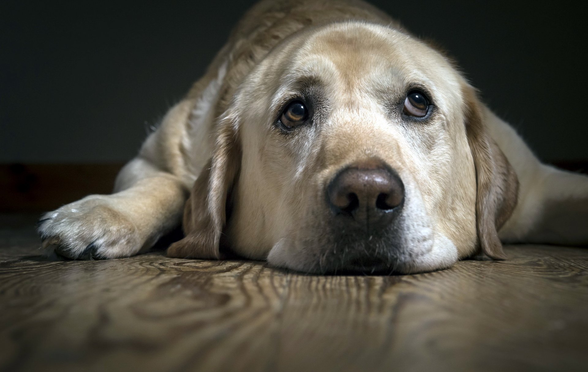 cane sguardo amico