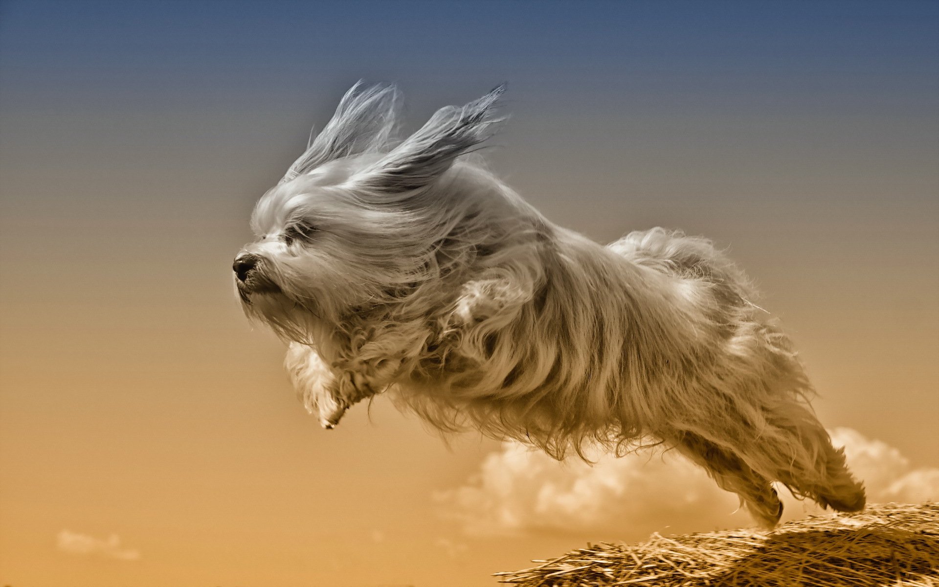 perro amigo correr