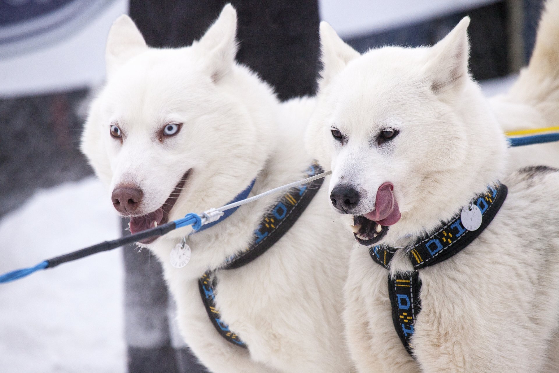 yukon kanada psy husky