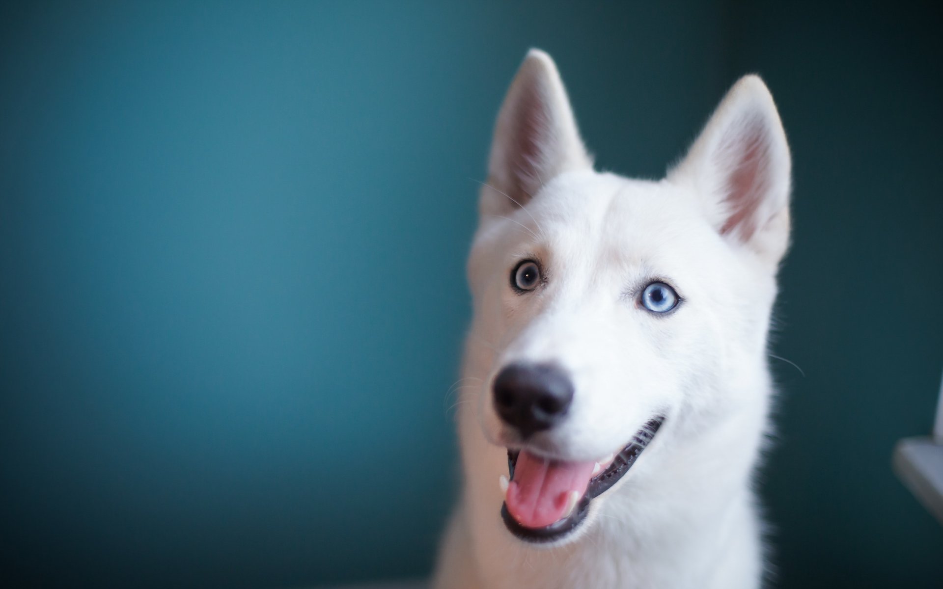 chien regard ami