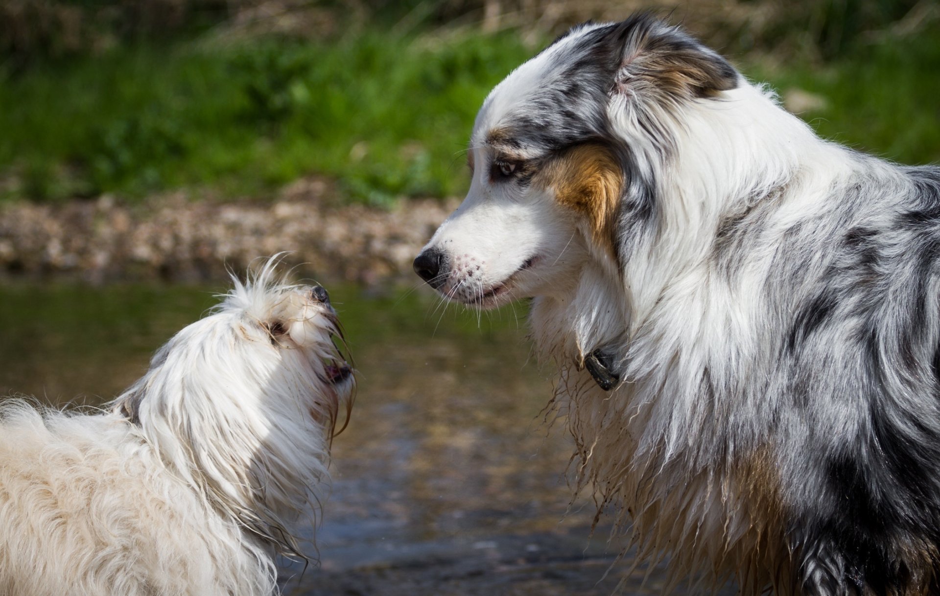 chiens couple amis profil