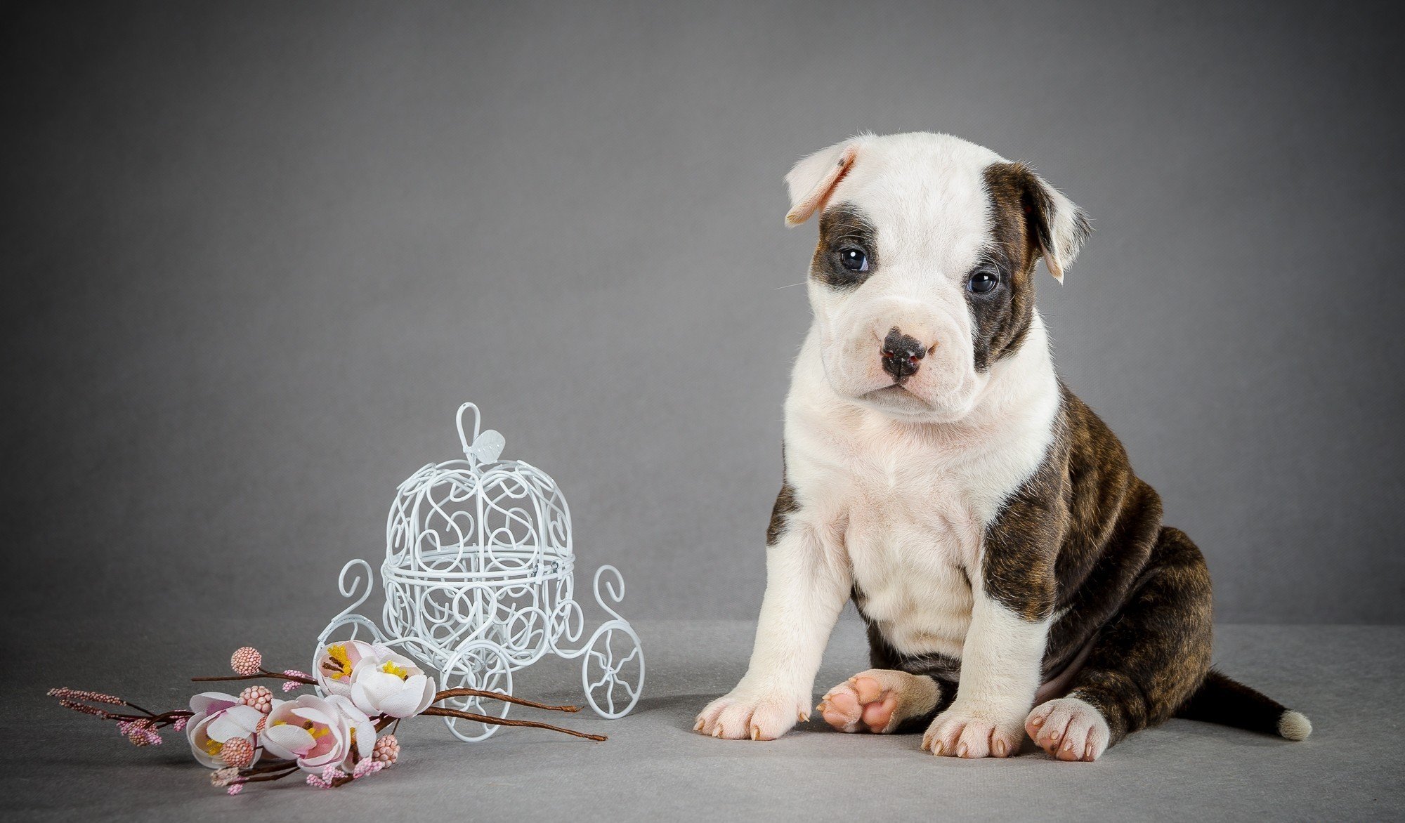 hund welpe trainer blumen trainer