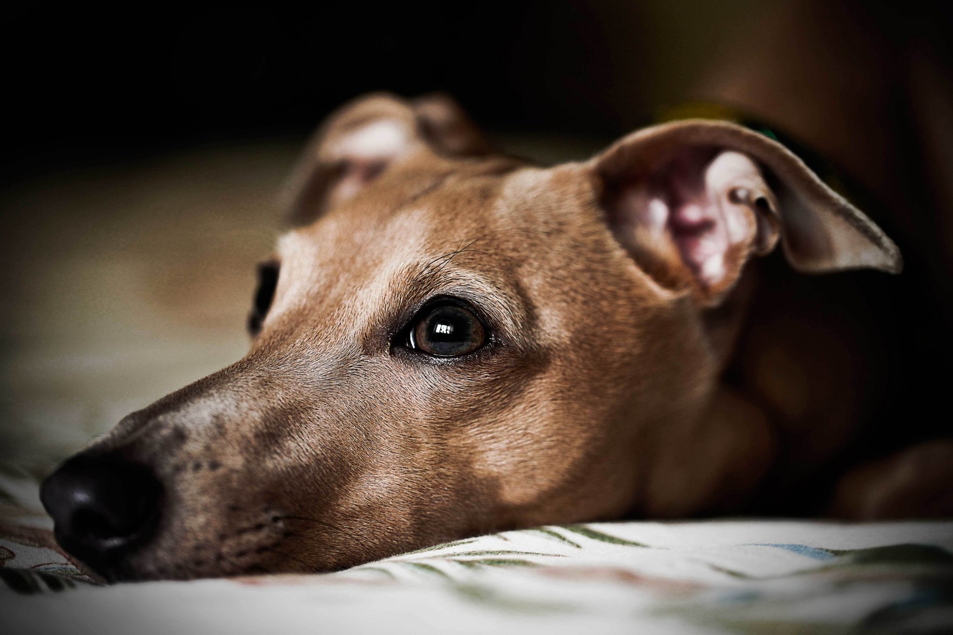 perro mirada amigo