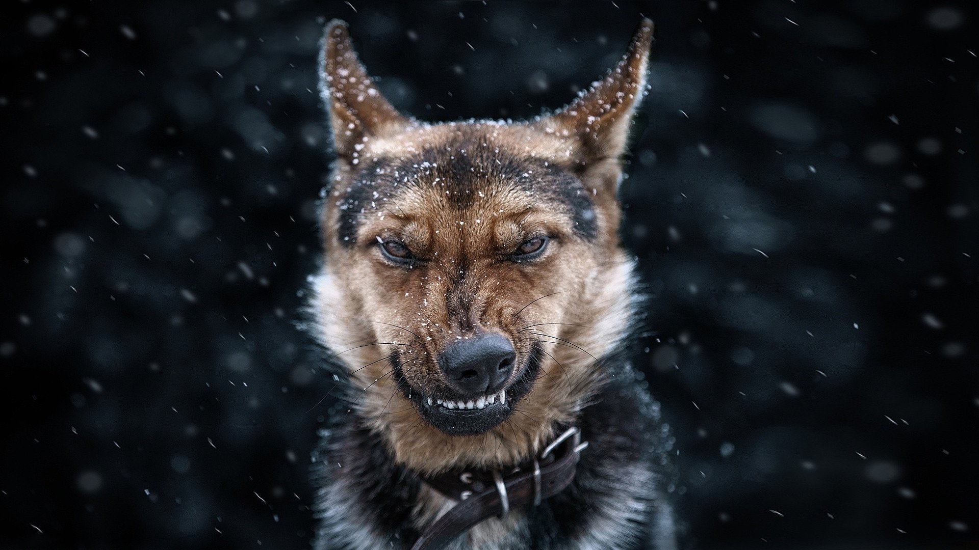 chien visage yeux