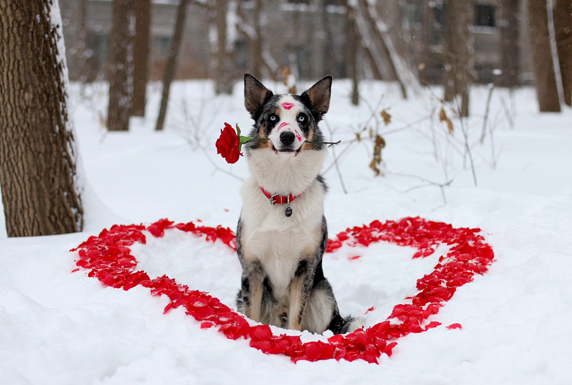 ami chien vue fleur rose hiver coeur pétales rouge à lèvres amour