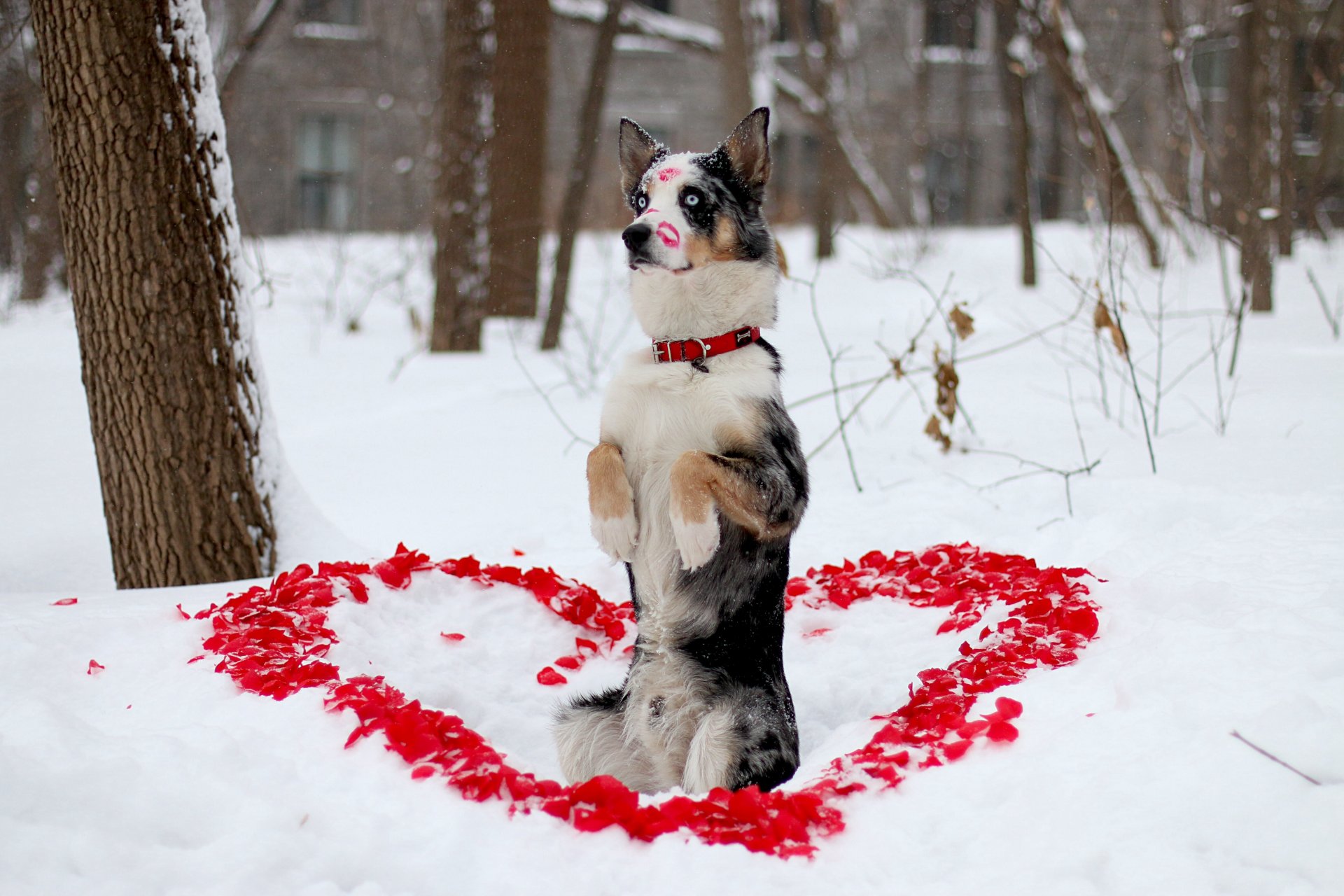 other dog view winter heart petals lipstick