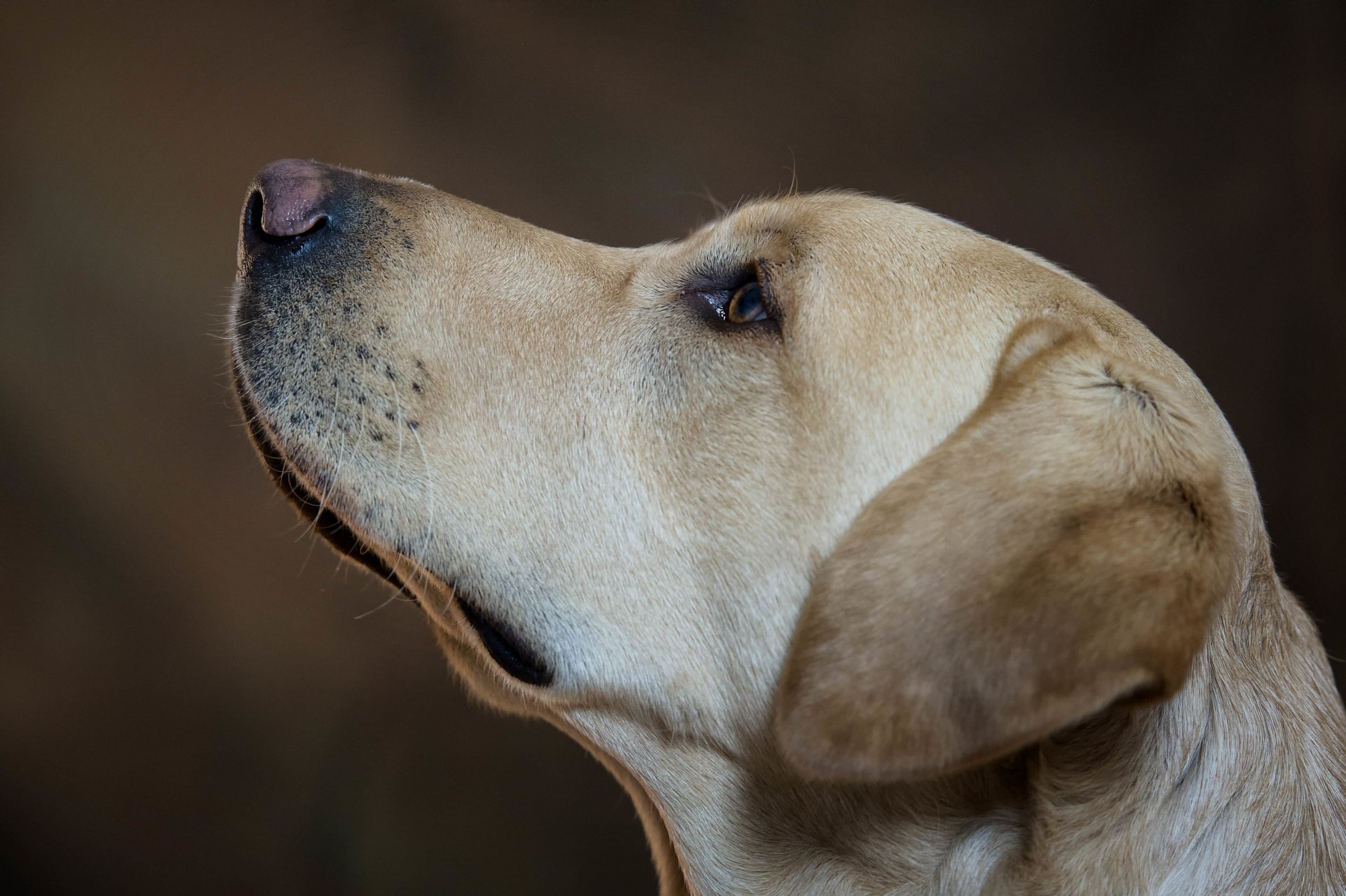 dogs dog face view animal