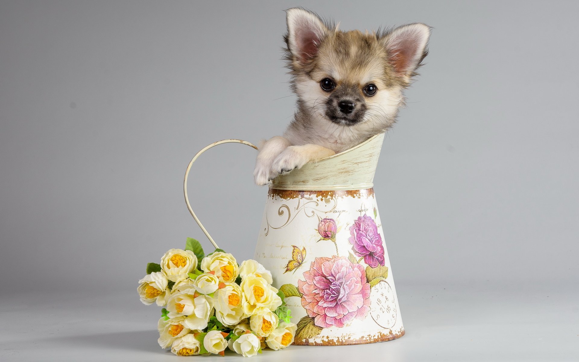 hund blick freund welpe
