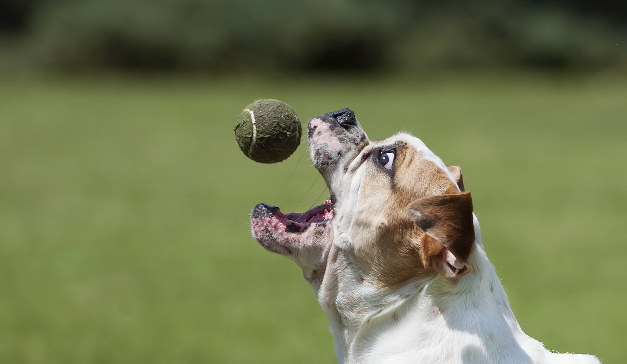 bouledogue chien balle