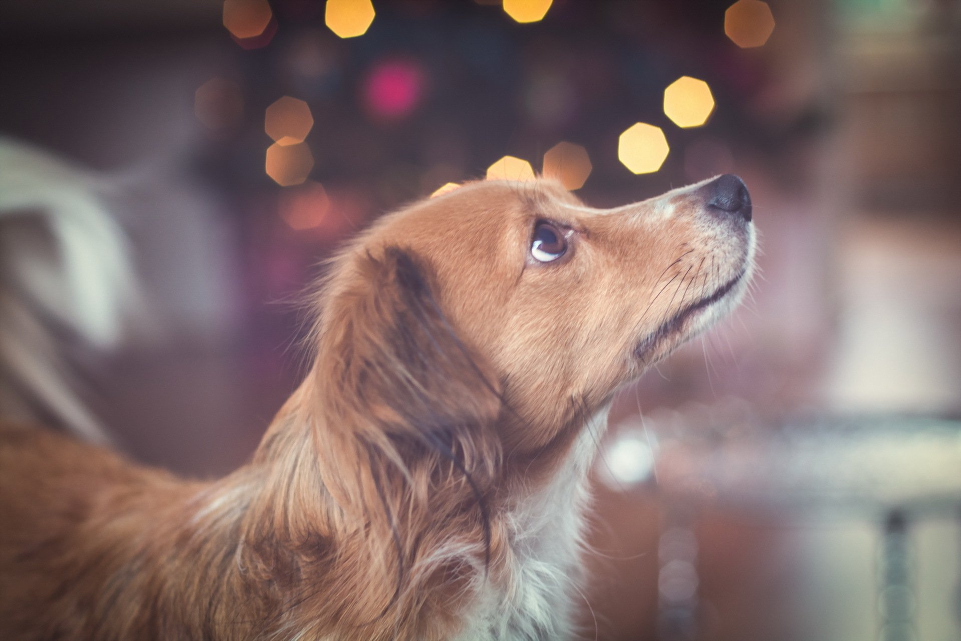 chien regard ami