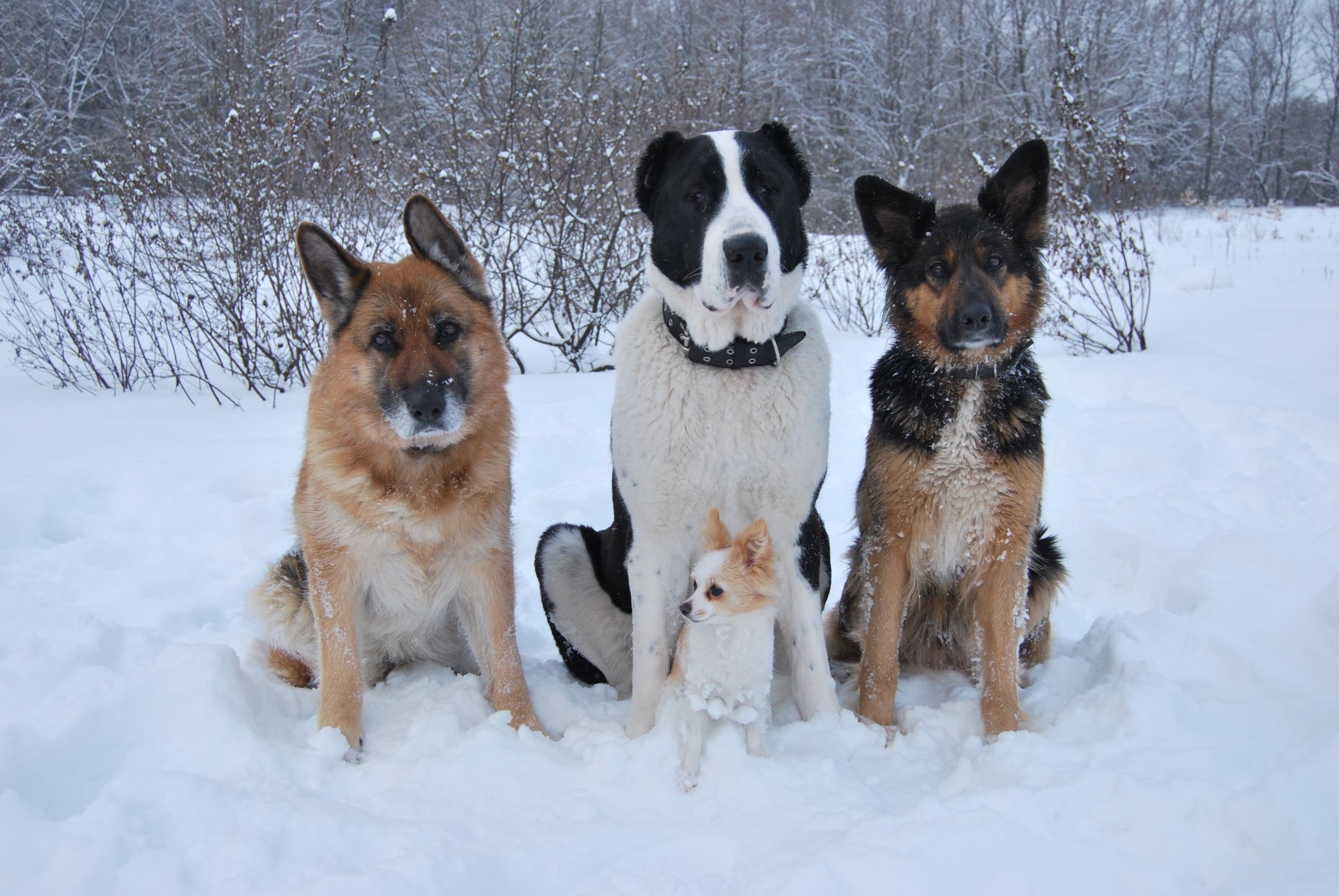 chiens berger alabai chihuahua neige hiver amis