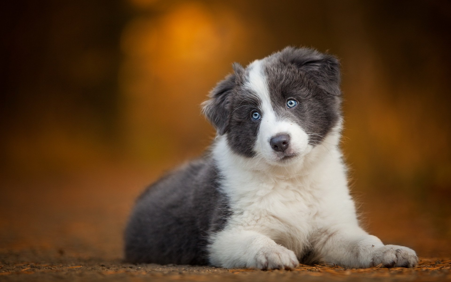 hund blick freund