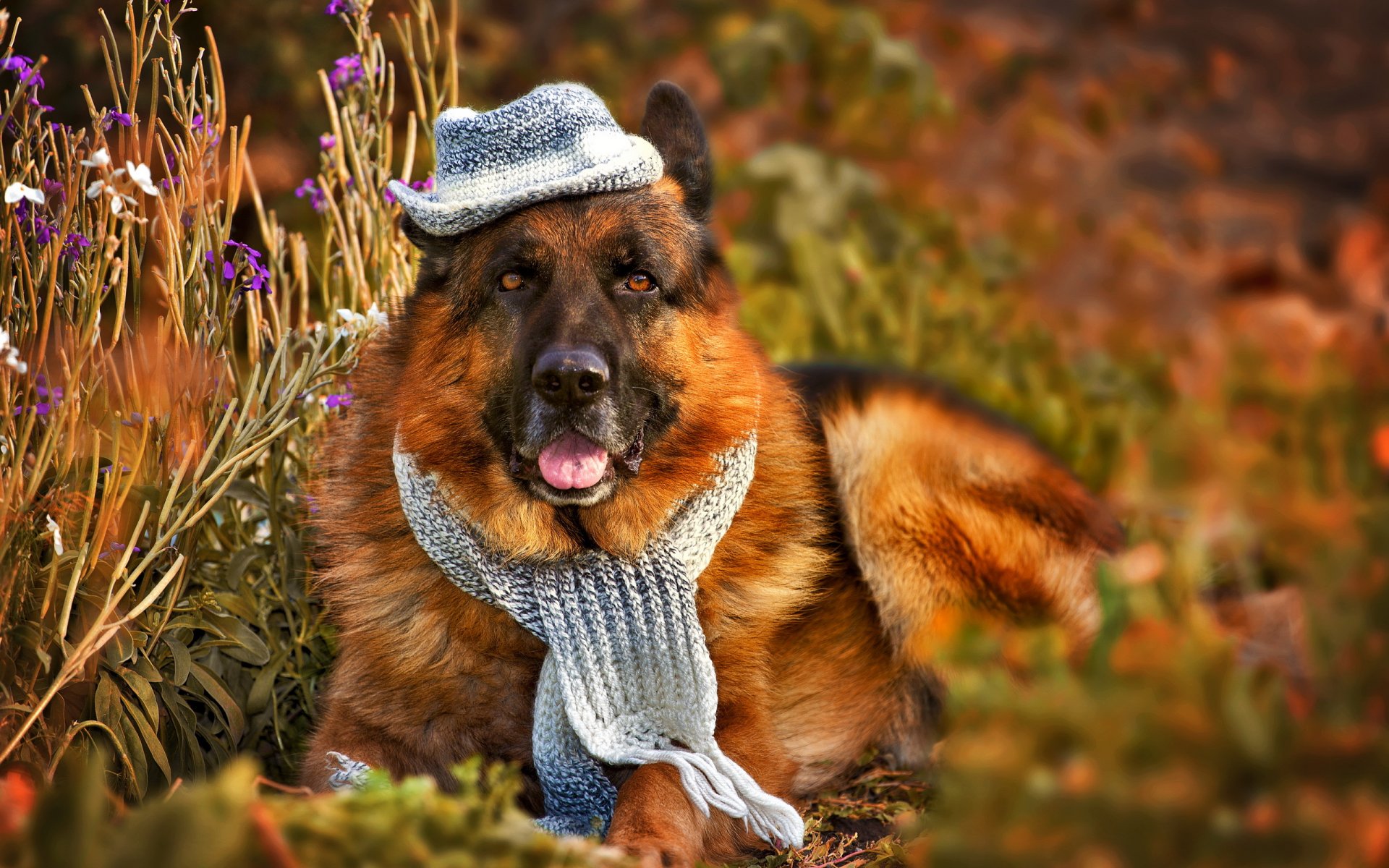 chien ami vue chapeau