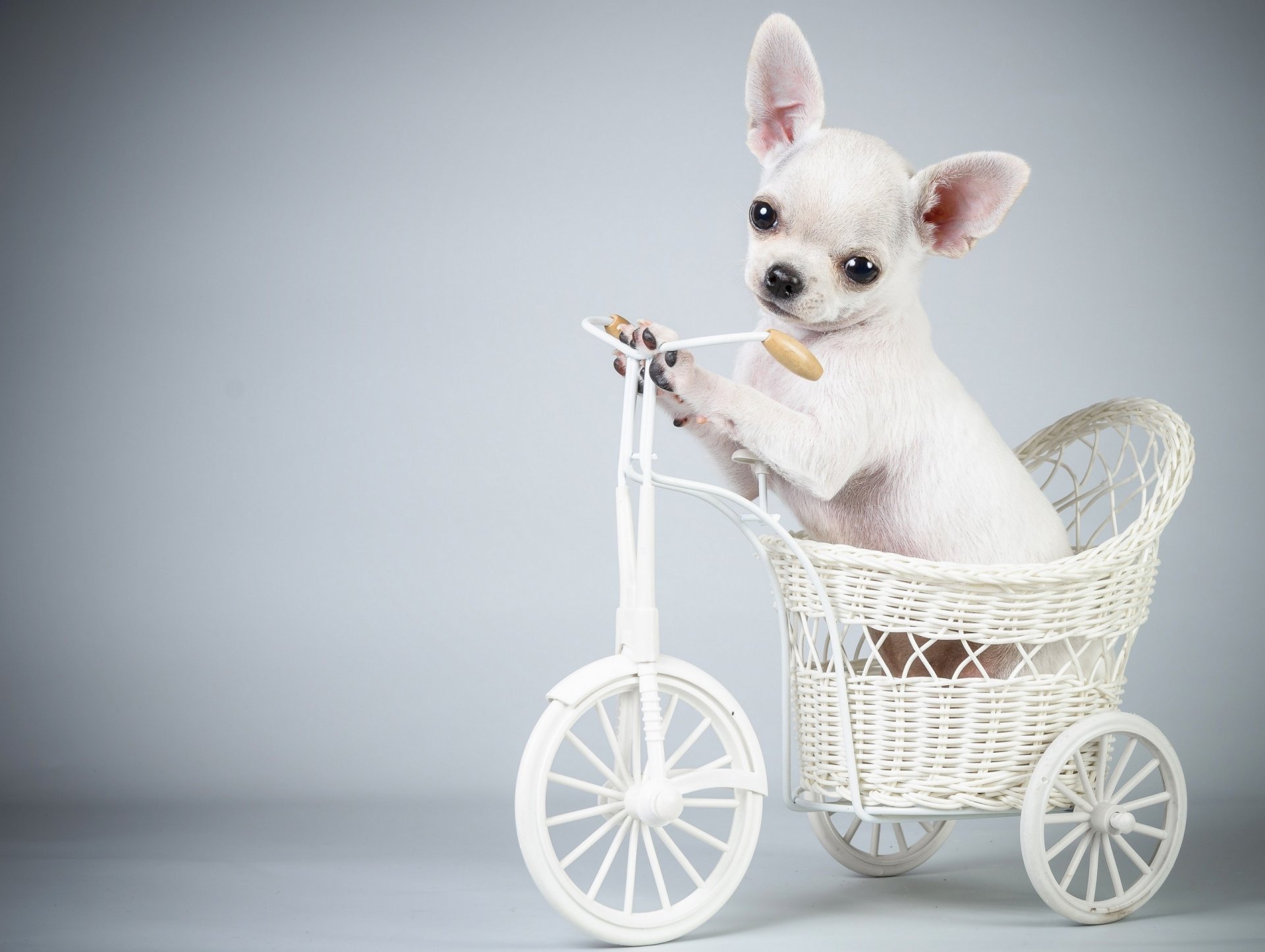 cane cucciolo bicicletta
