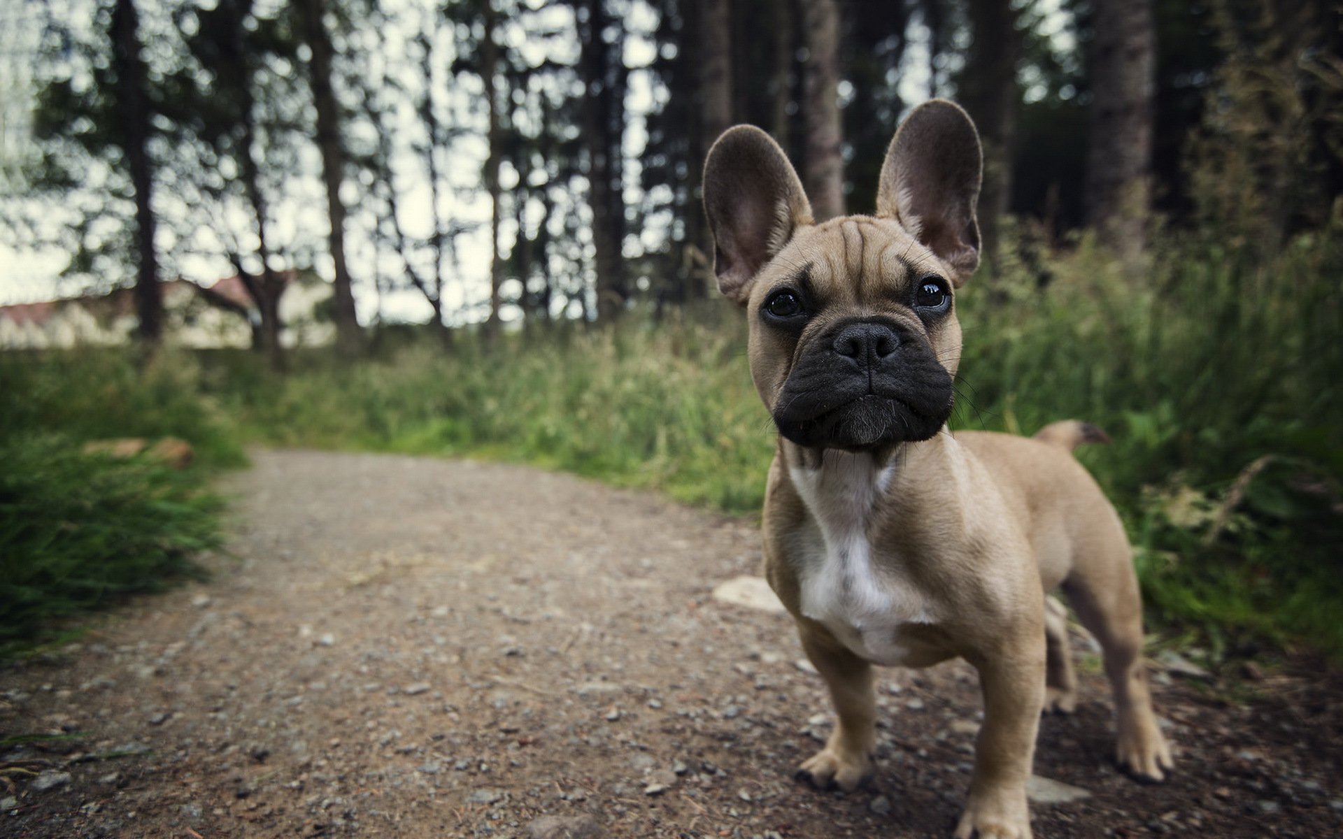hund blick freund sommer