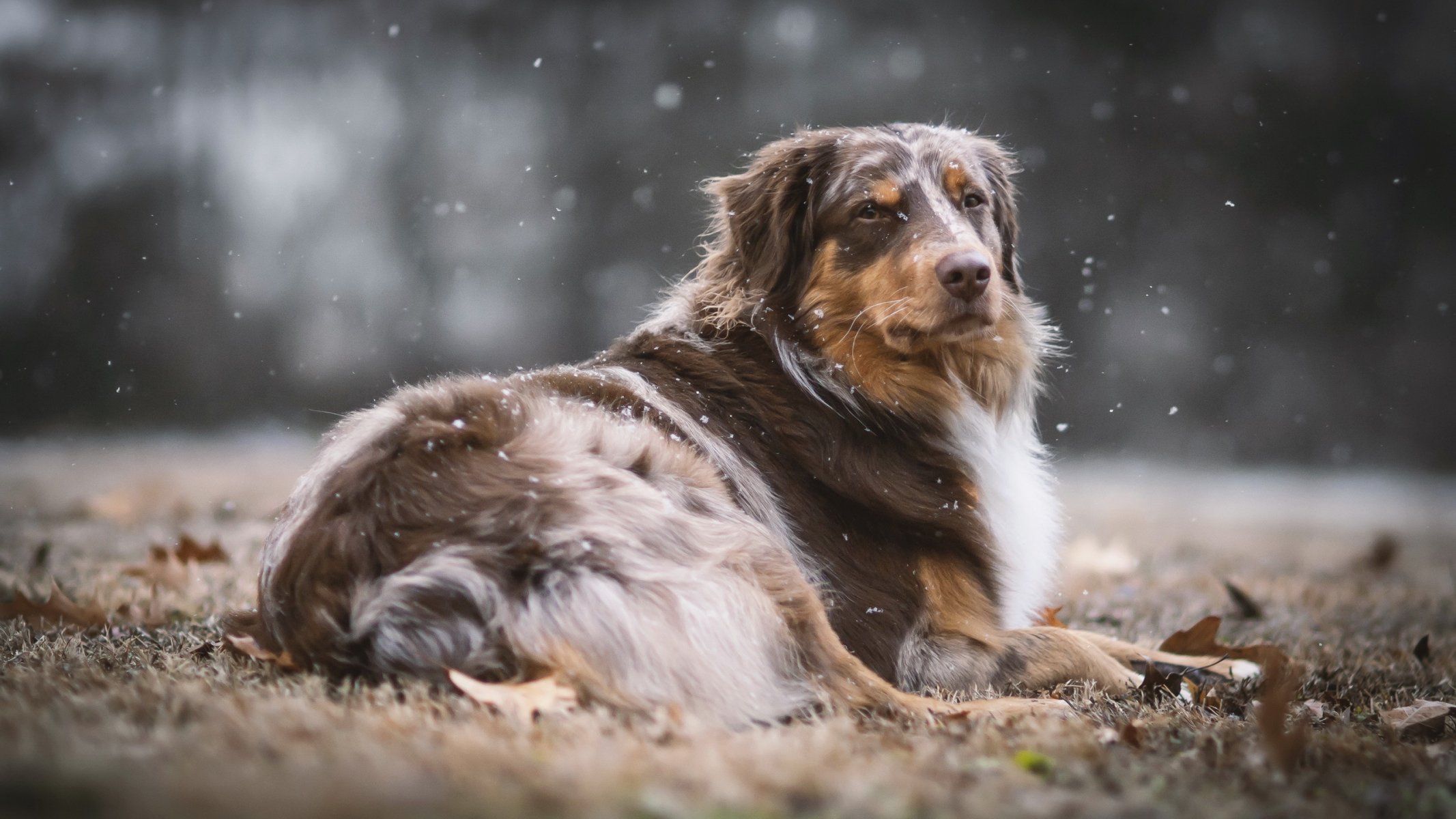 hund blick freund