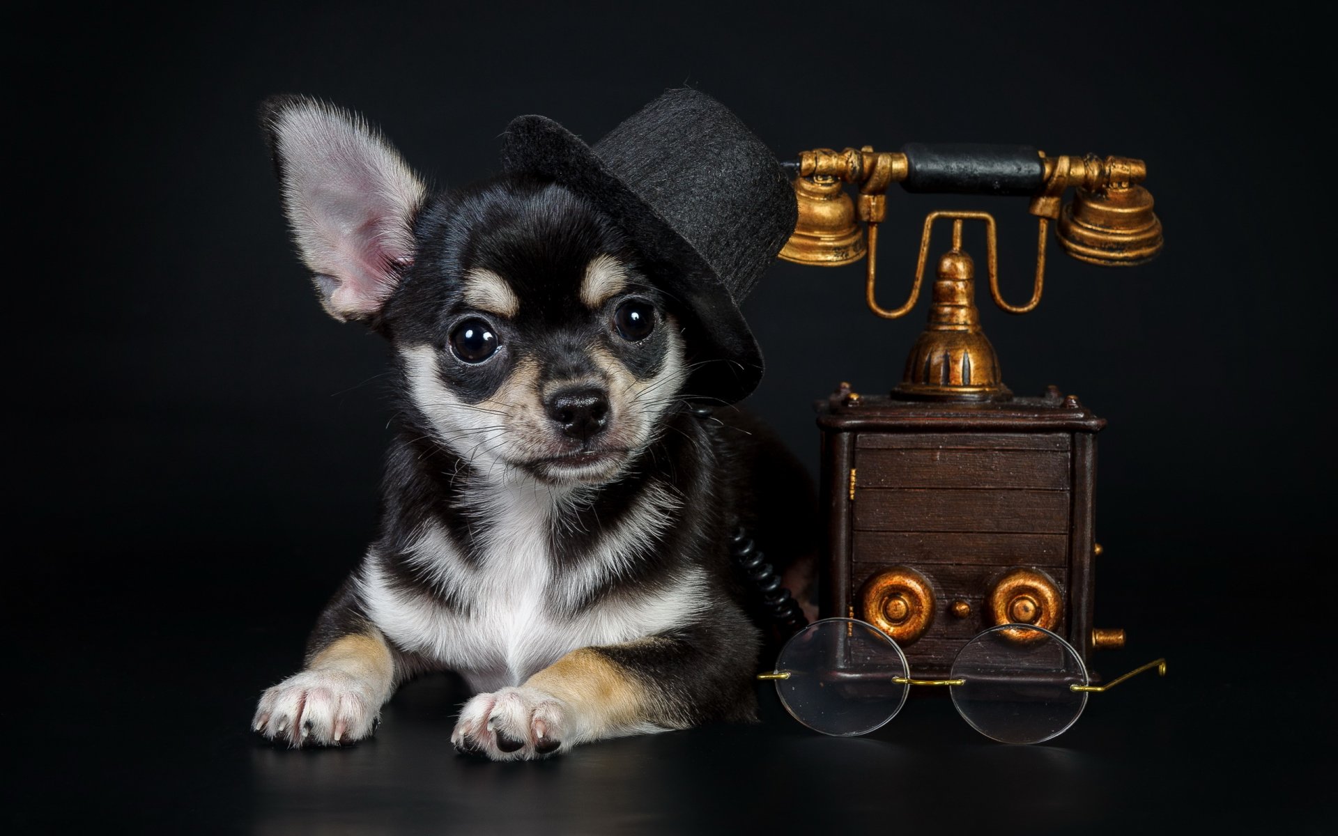 hund blick freund