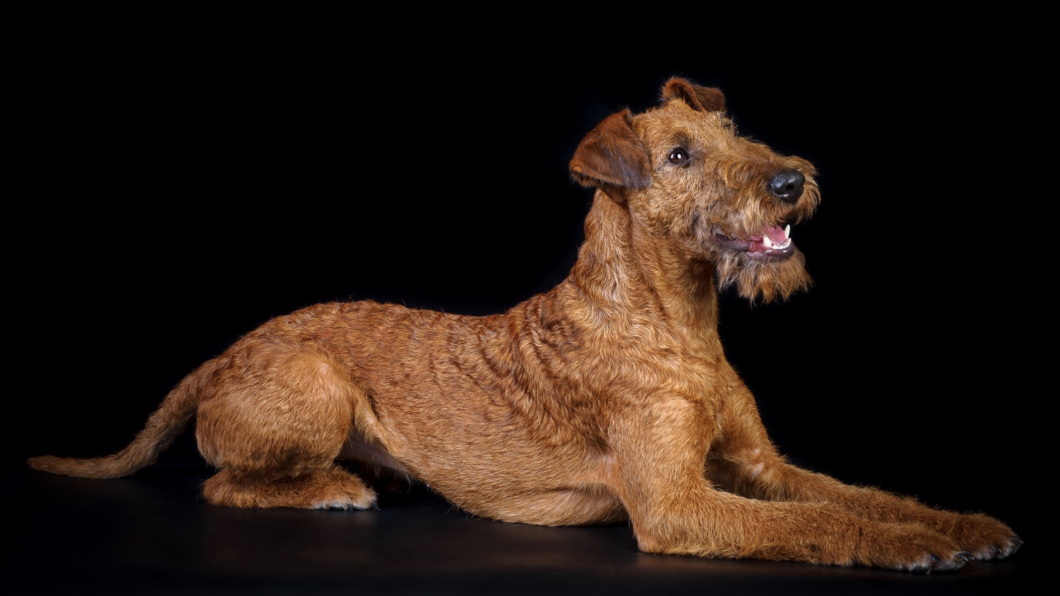 hund blick freund