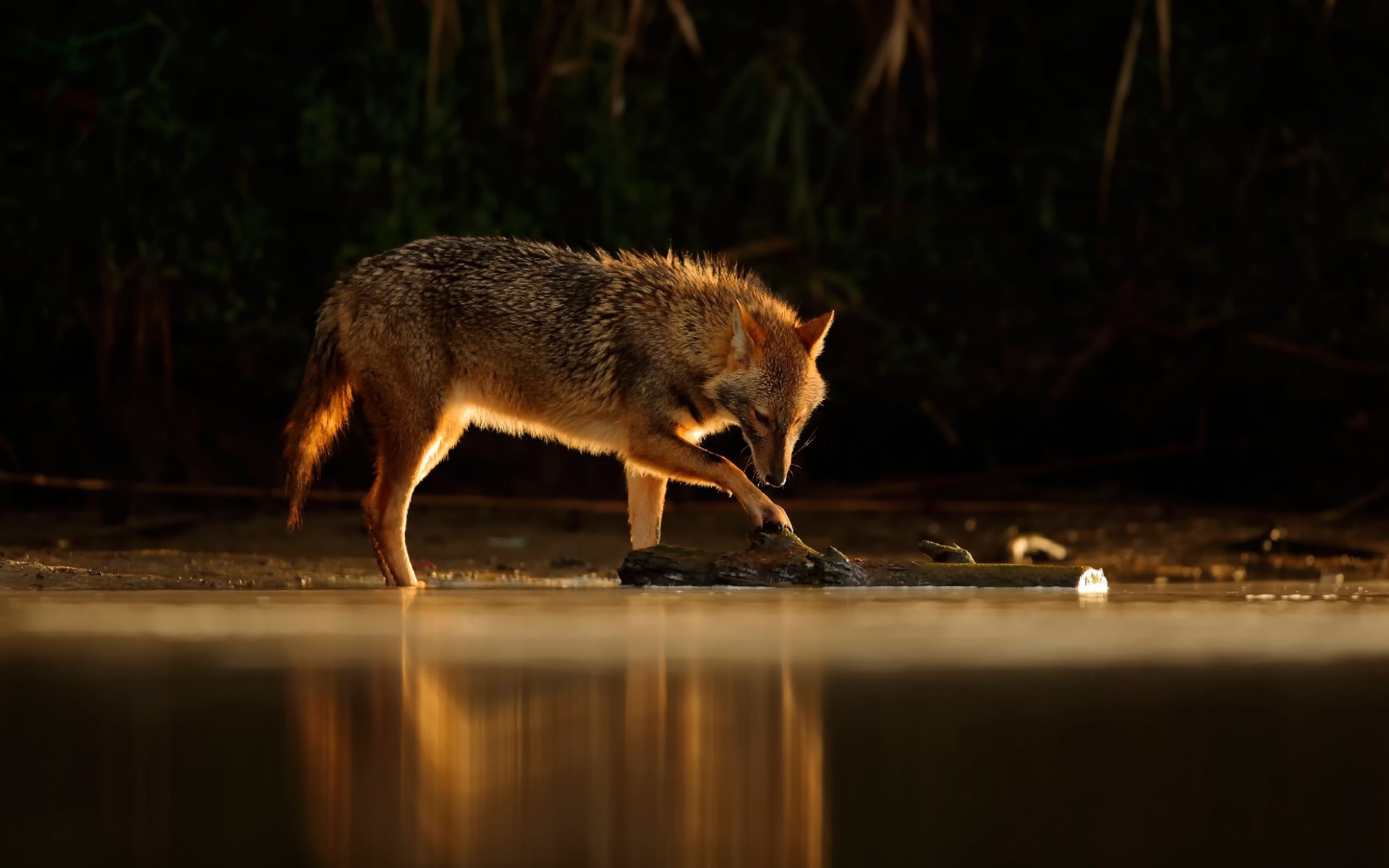 chacal agua reflexión