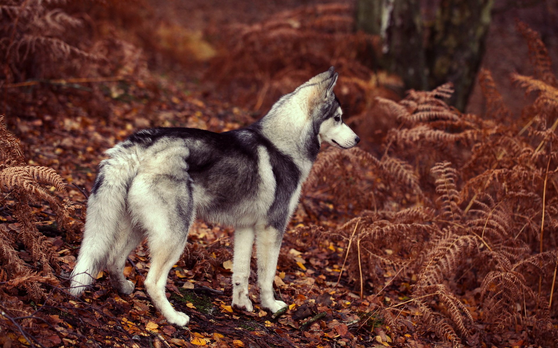 chien ami regard