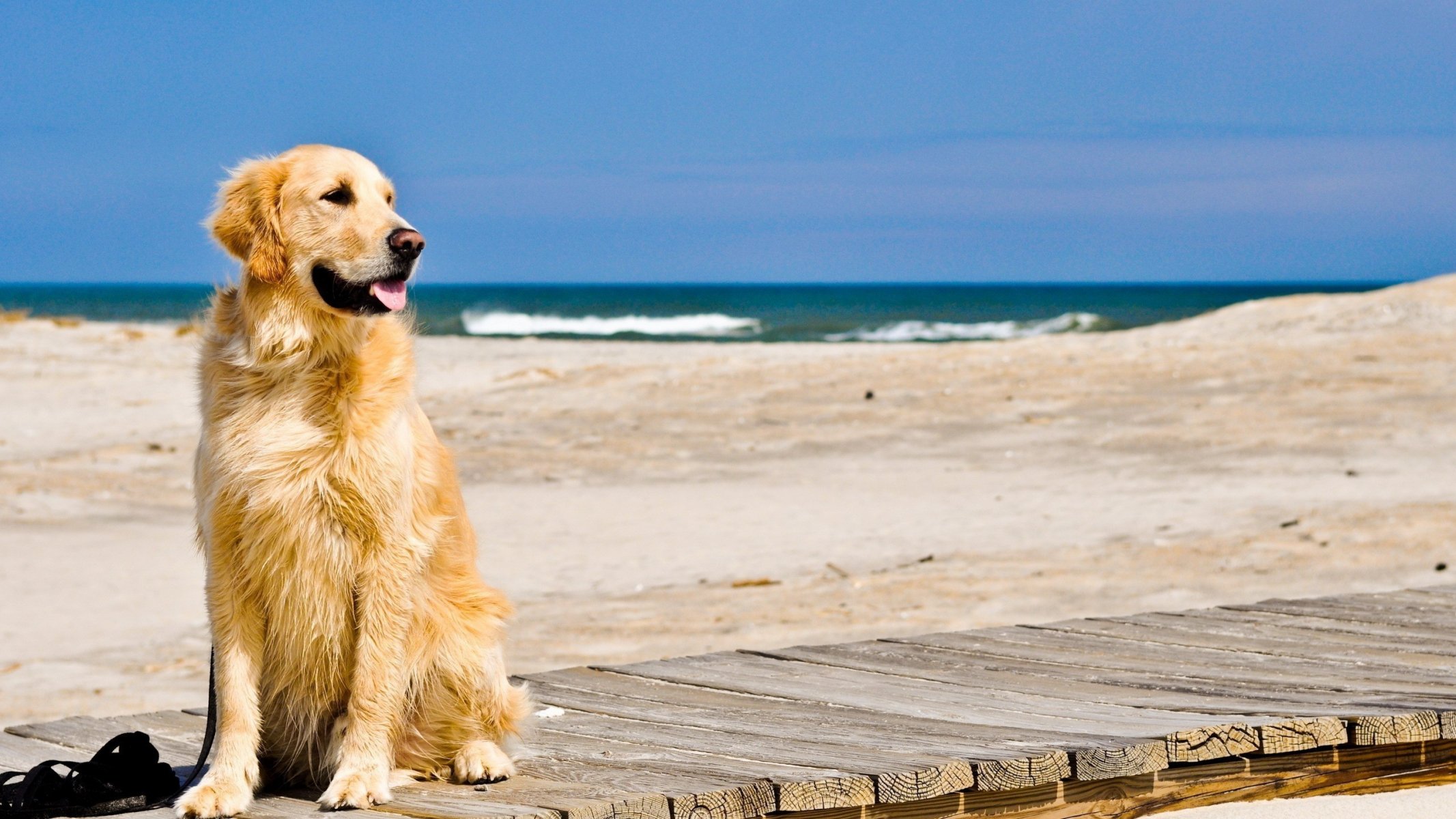 perro retriever playa arena olas