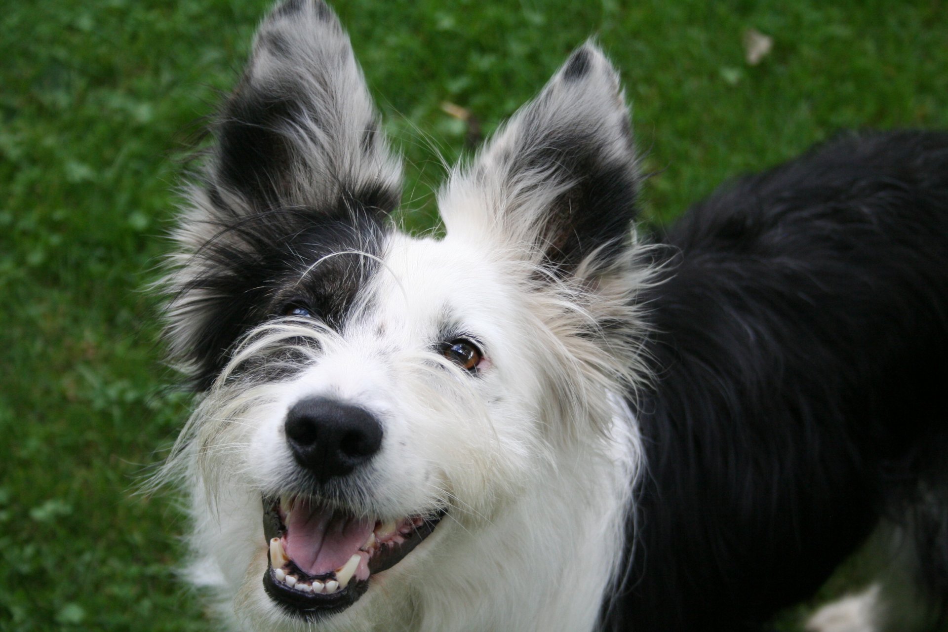 chien sourire été herbe yeux bruns