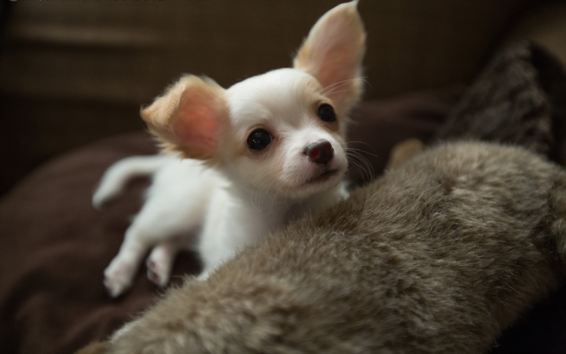 chien regard ami