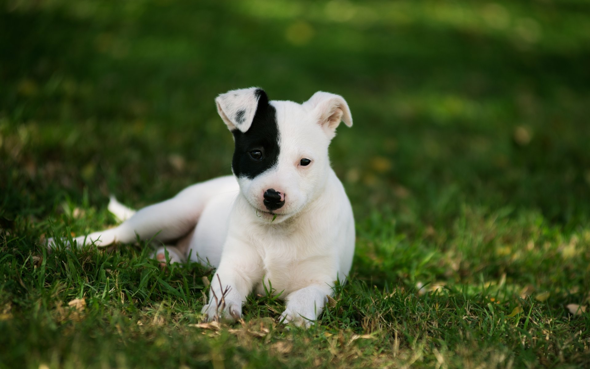 dog puppy gra