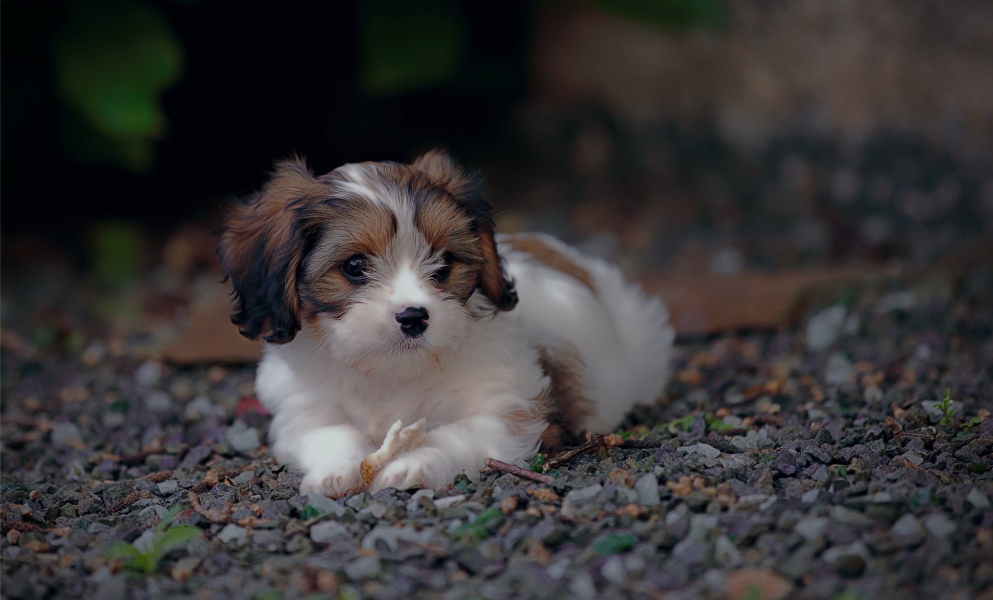 chien regard ami
