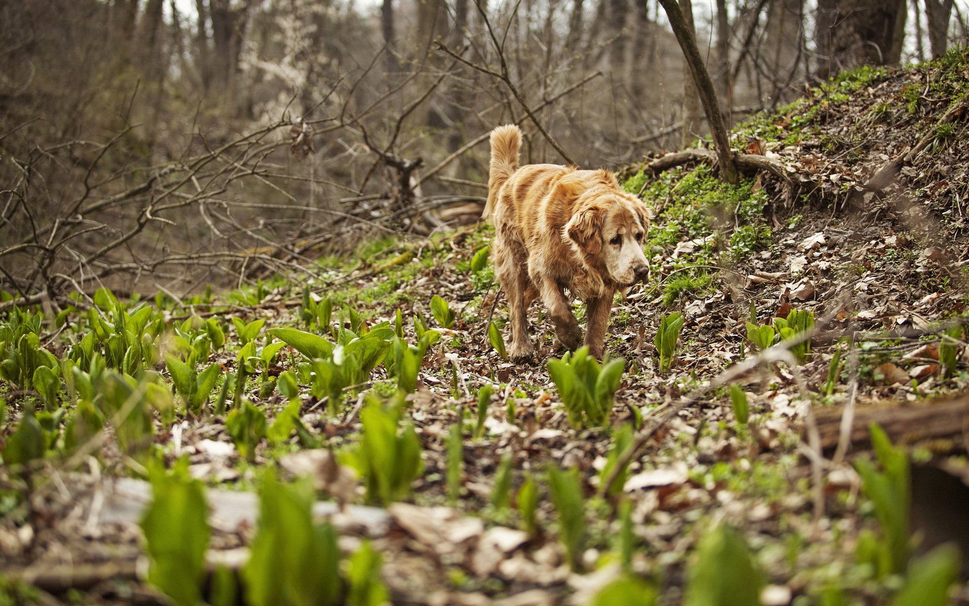 cane foresta natura