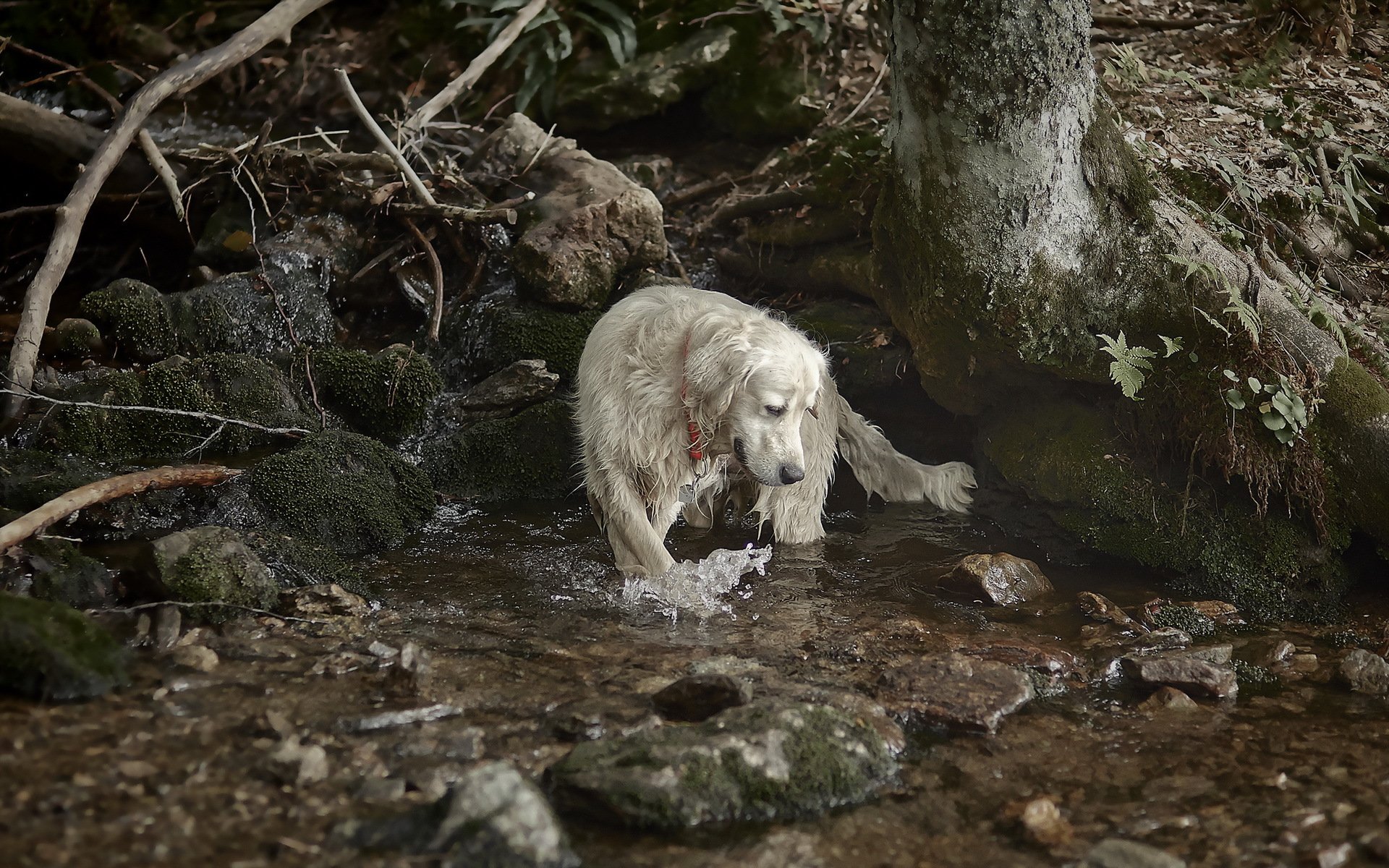 hund fluss natur
