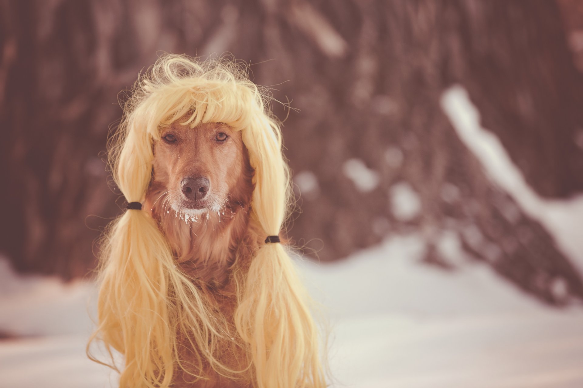 hund blick freund perücke
