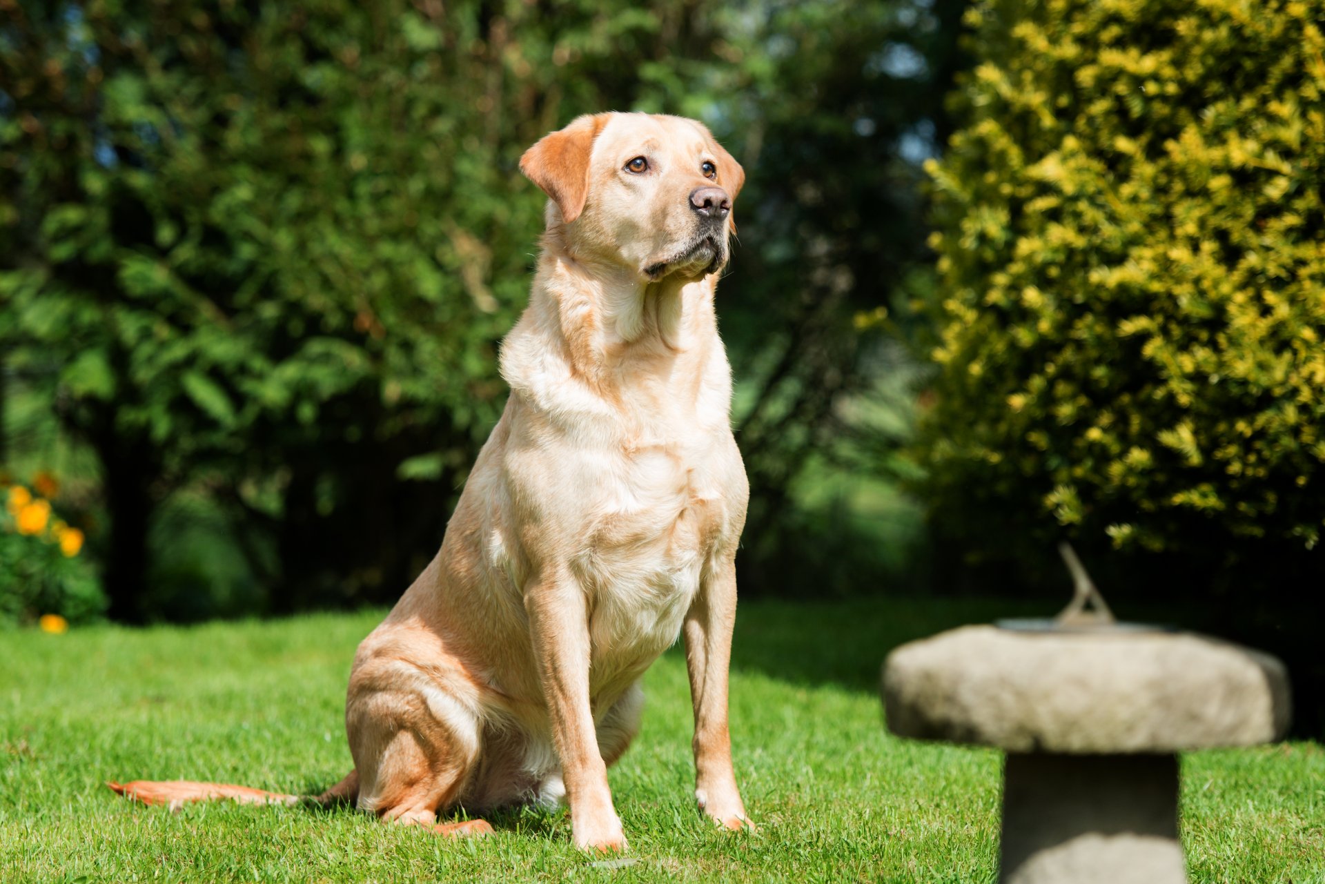 chien labrador herbe