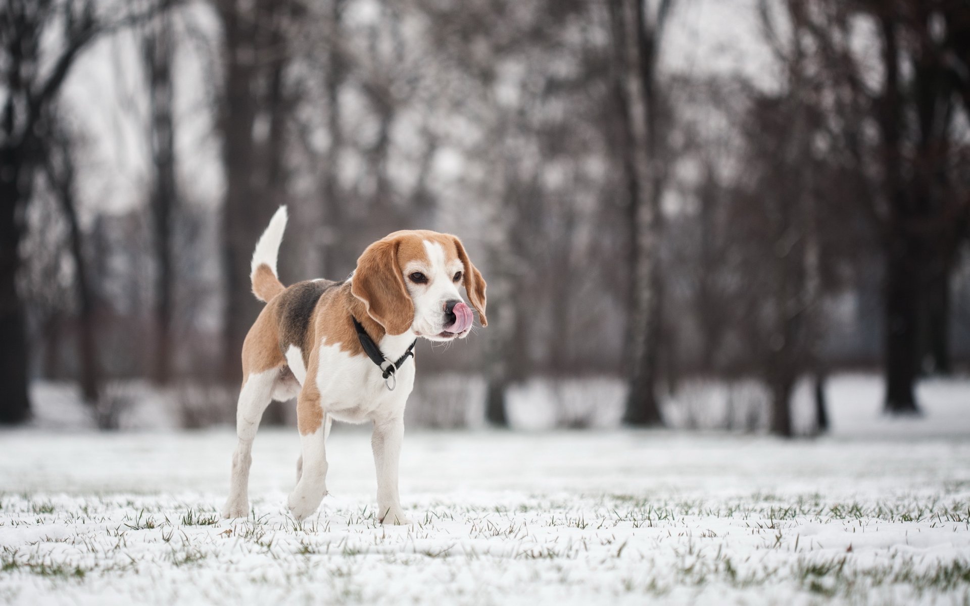 cane amico beagle