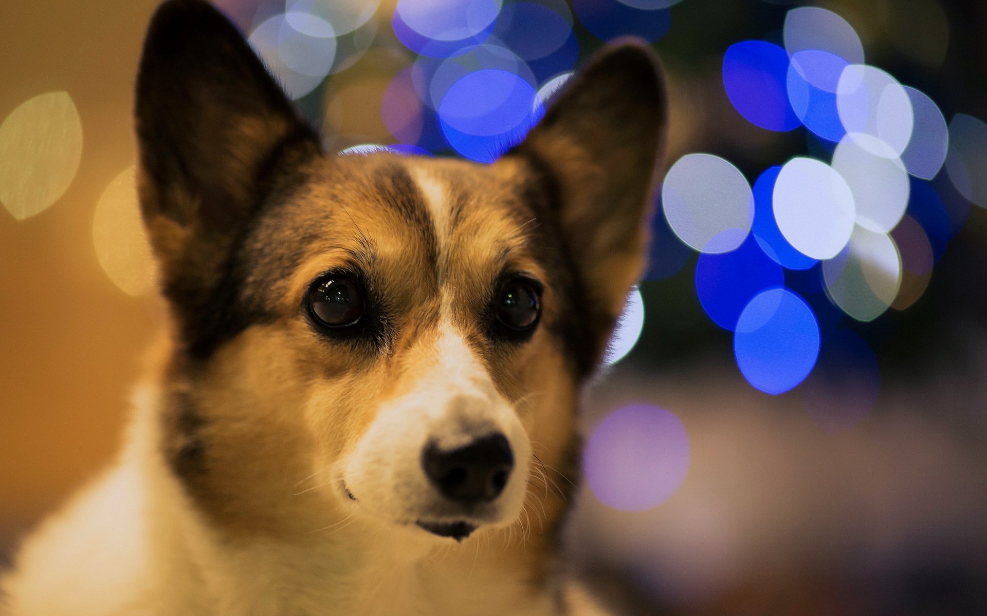 bokeh chien ami vue