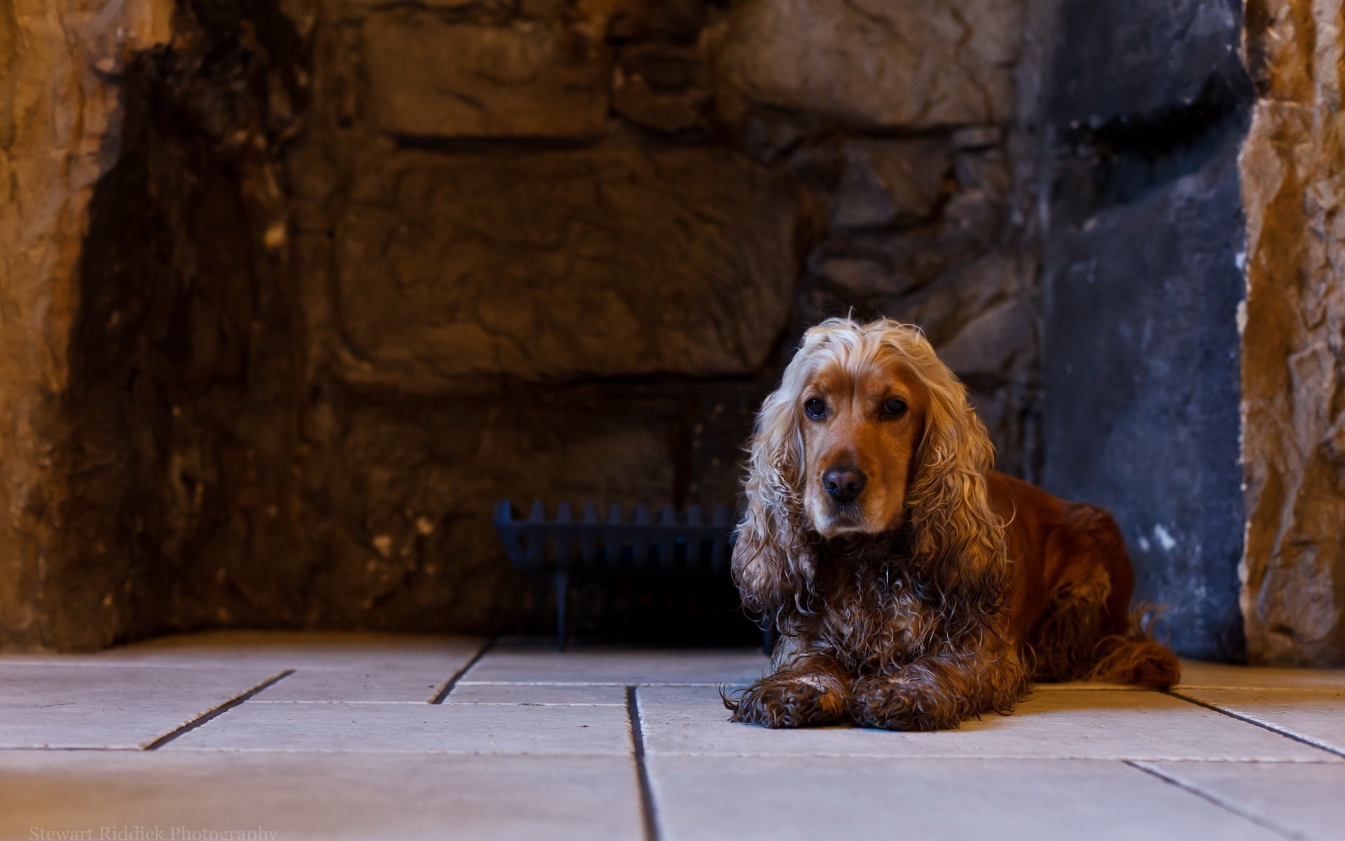 cane amico sguardo