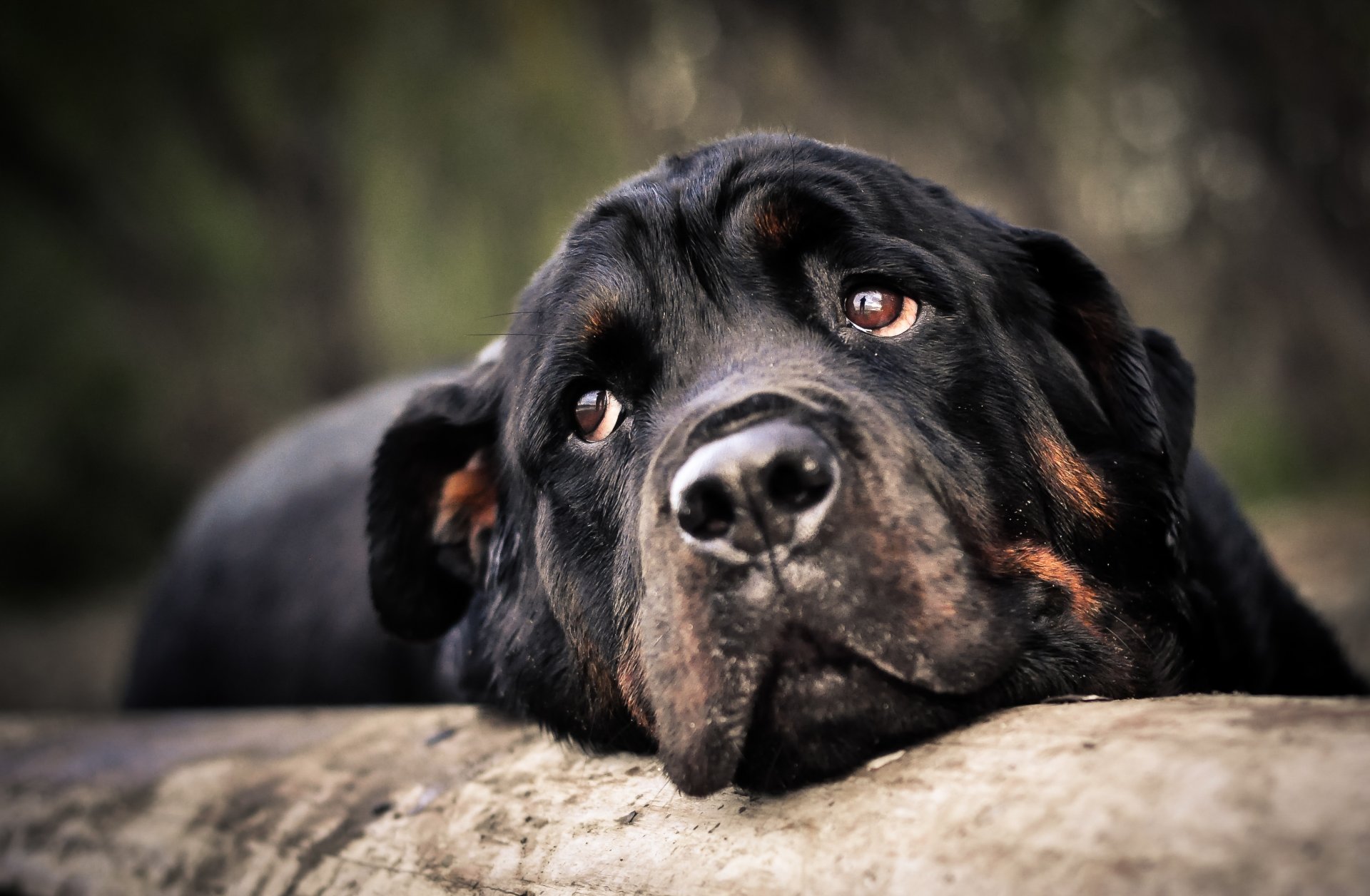 animal perro rottweiler cabeza hocico mirada