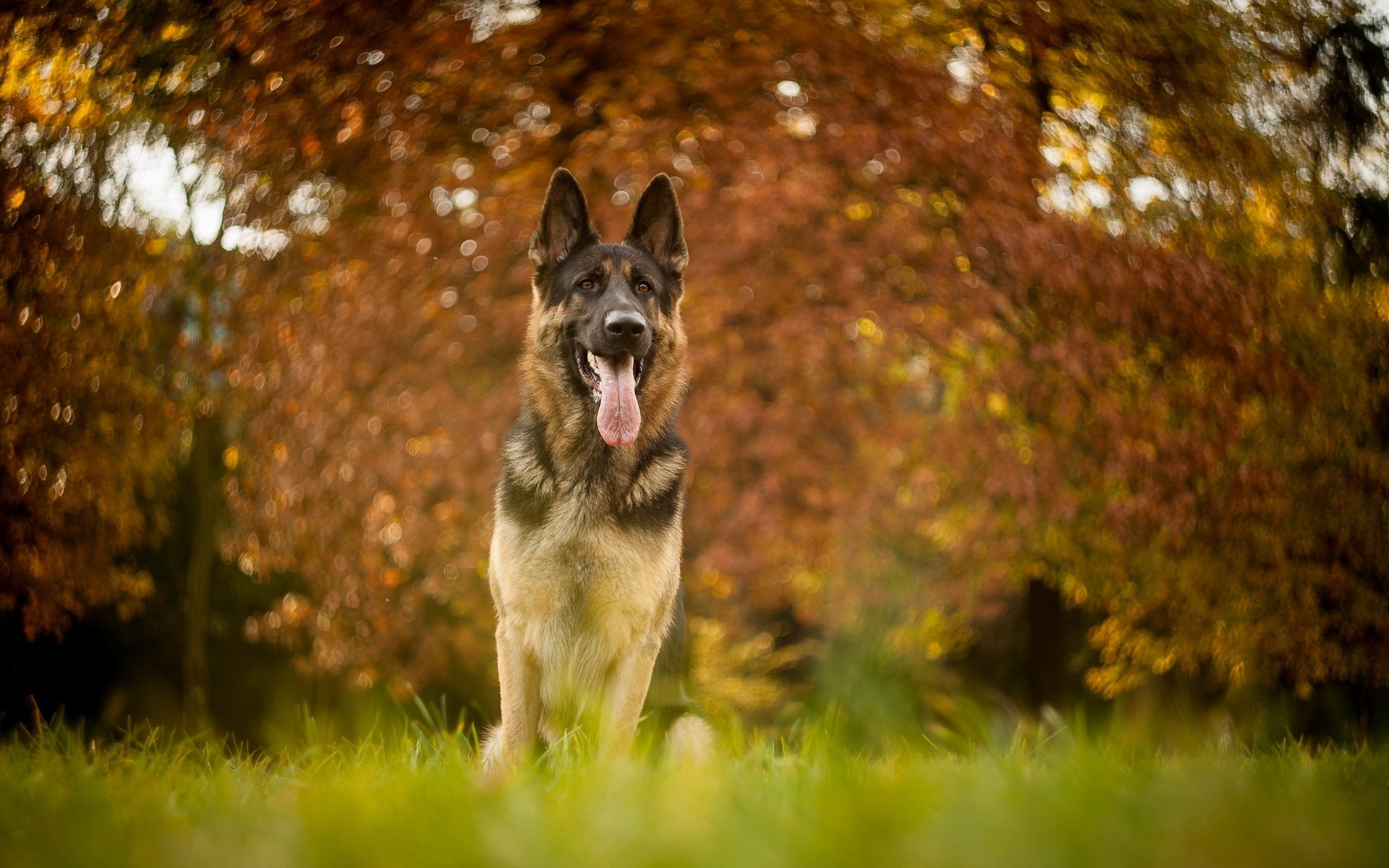 dog view other