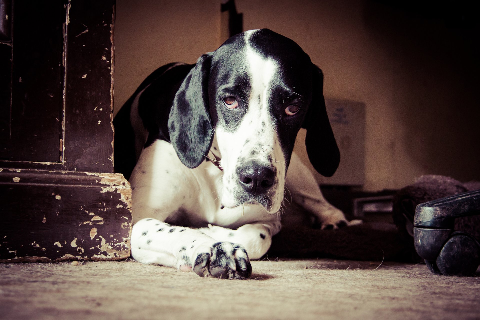 perro mirada amigo