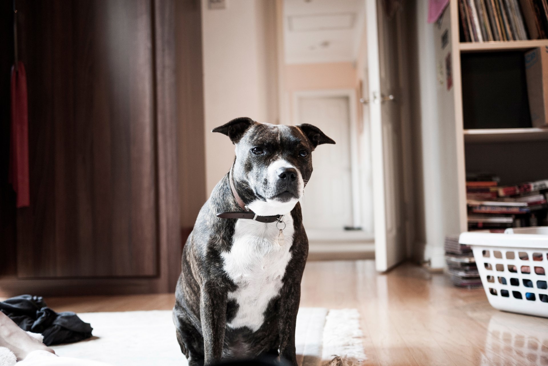other room necklace dog
